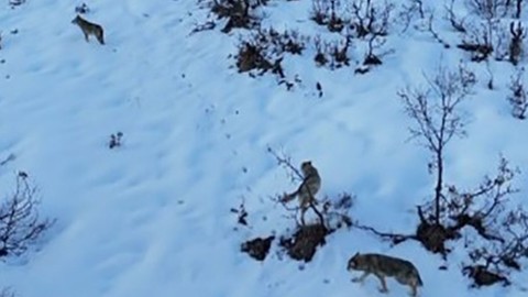 Tunceli’de karla kaplı muhteşem Munzur Vadisi’nde 3 taneden oluşan hayvan grubu beyazlar üstünde kendisini gösterdi. Harika bir manzara oluşturmuşlardı