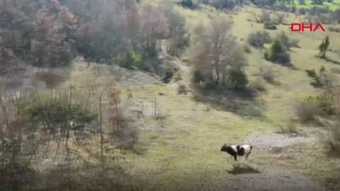 Karabük'te ineğini kaybeden köylü, imama başvurdu. İmamın ineği bulma taktiği şaşırttı