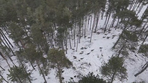 Samsun'da 100'lerceden oluşan doğanın harika hayvanının sürüsü, doğada yürüyüş yapan cerraha denk geldi. Karlı ormanda müthiş manzara