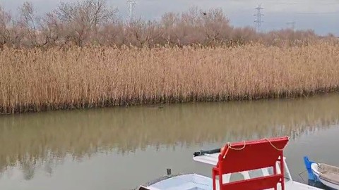 Çanakkale'de derede yüzerken balıkçılar fark etti. Nesli tükenmekte olan canlı, kısa süre sonra sazlıkların arasında kayboldu. Doğanın en nadir görülen hayvanı