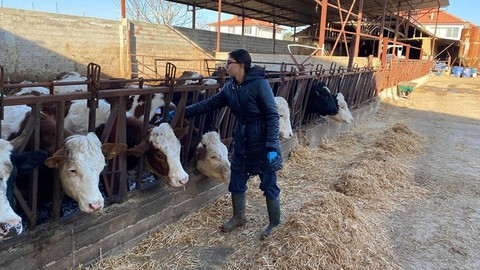 Afyonkarahisar'da yetkili ekip çalışmalara başladı. Büyükbaş hayvan sahiplerinin kapısını tek tek çaldılar