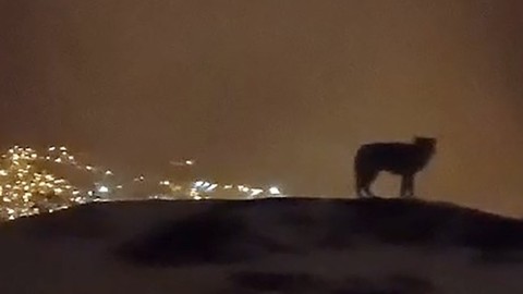 Hakkari’de gece saatlerinde 3 bin rakımlı doğa harikası bölgede o hayvan tek 1 başına belirdi. Müthiş manzarayı izlemesi herkesi şaşırttı