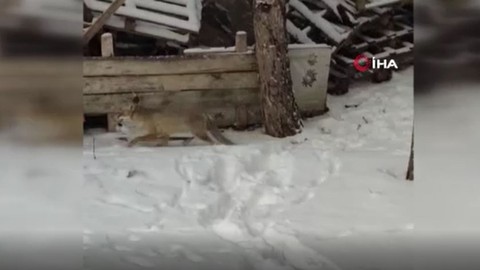 Yozgat'ta karla kaplı okul bahçesinde ortaya çıktı. Vahşi hayvan bahçede bir süre gezdikten sonra aradığı şeyi buldu