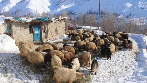 Türkiye'nin en fazla kar yağan ili Bitlis'te besicilerin zorlu mesaisi! Her gün yüzlerce koyunu beslemek için bunu yapmak zorundalar