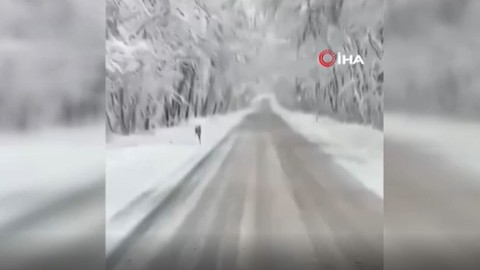 Karabük-Bartın yolundaki ağaç tünelden geçen sürücü onu gördü. Nadir canlı, yol kenarında biriken kar kütlesi üzerinde koşuyordu