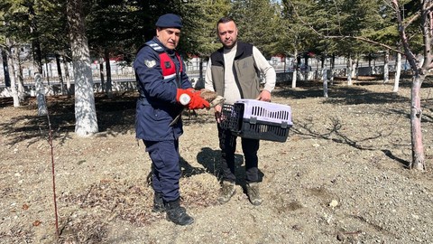 Afyonkarahisar’da duyarlı vatandaşlar yaralı halde buldu. Jandarmaya teslim edildi