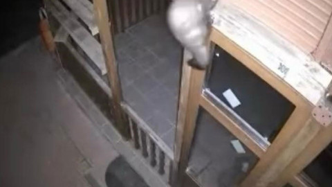 Çankırı'da 2 tane hayvan bağ evine girmeye çalışırken fotokopana yakalandı. Hayvanlardan 1 tanesi doğa için çok önemli