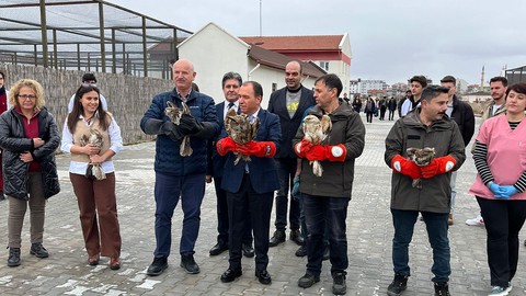 Afyonkarahisar'da doğada yaralı ve bitkin halde bulunmuşlardı. Tedavileri tamamlanan 13 tanesi teker teker doğaya bırakıldı