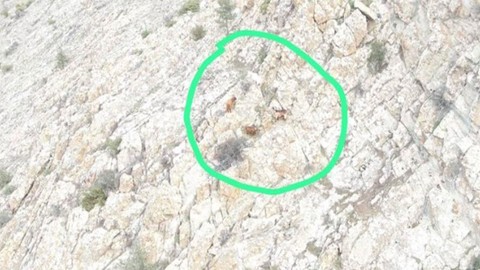 Eskişehir'de 4 tane hayvan, otladıkları sırada kayboldu. Jandarmaların hayvanları bulduğu yer hayrete düşürdü