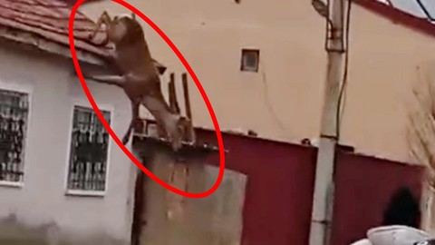 Afyonkarahisar'da vahşi hayvan kendisini kovalayan diğer hayvanlardan korkup evine çatısına kaçtı! Panikle inerken dengesini kaybedince boynunu çok kötü kırdı