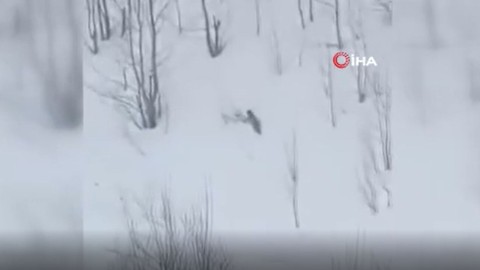 Ardahan'da karlı arazide 2'si birden ortaya çıktı. Gece avlanıp gündüz dinlenen 'ormanın hayaleti' lakaplı nadir canlılar kayda alındı