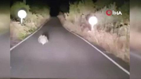 Batman'da gece bir anda trafikte araç sürücüsünün yolunu kesti! Normalde Kuzey Afrika'da yaşayan bir hayvandı