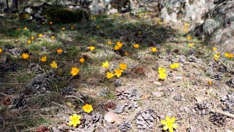 Bolu'ya 30 kilometre uzaklıktaki bölgede kaydedildi. Hava sıcaklıklarının artmasıyla ortaya çıkan manzara hayran bıraktı