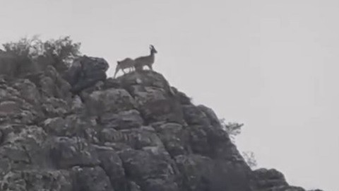 Adıyaman’ın doğal hayatın simgeleri arasında yer alan hayvanın dağlık alanda çıktığı yer herkesi hayrete düşürdü