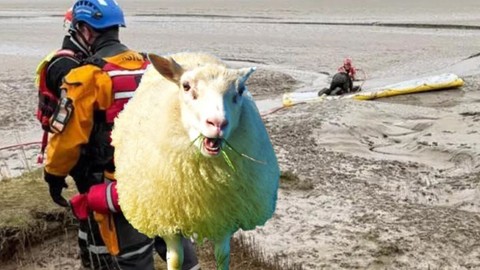 Resmi ekipler acilen bölgeye geldiklerinde 2 koyunla ilgili korkunç detayı fark etti. Çoban 2 gün boyunca ormanda mahsur kalan 2  tane koyunu fark etti