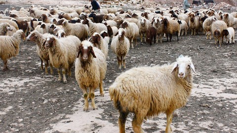 Kafasını çevirdiğinde korkunç manzarayı gördü! Elazığ'da 10'larca koyunu ile birlikte meraya çıkan çoban bir anda ses duydu. Yarısı yokken yürümeye devam etti