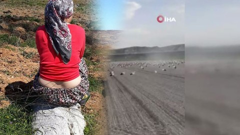 Ankara'ya 1000'lerce kilometre öteden gelerek Türkiye'ye patır patır giriş yaptılar. O hayvan tarlaya bir anda çöküp 10 dönümlük tarlanın her yerini istila etti