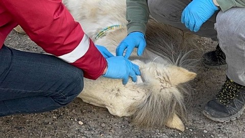 Van’da 100 kiloluk hayvanın son halini görenlerin yüreği sızladı! Bir deri bir kemik açlıktan kendini yere bıraktı