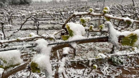 Meteorolojiden o iller için zirai don uyarısı!