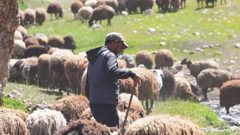 Türkiye'deki çobanlara Avrupa'dan acil uyarı! 10.000'lerce koyun tehlikede! Avrupa'da 1 tane hayvanda yeni tespit edildi