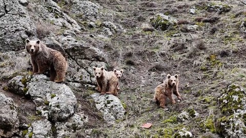 Tunceli'de 1,2,3,4 tanesi anneleriyle birlikte doğada kafasını kaldırdı! Yakında Türkiye'nin her yerinden çıkacaklar - Resim: 1