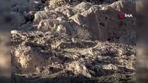 Elazığ’ın tarihi Palu Kalesinde adı kırmızı listede geçen hayvan, sürü halinde ortaya çıktı. El uzatanlara 650 bin lira ceza var
