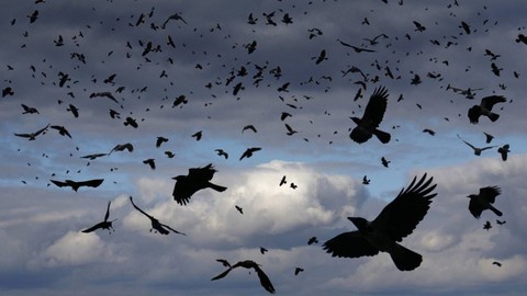 Amasya'da 1,2,3 tane değil, 100'lercesi sürü halinde hayvanlar bir anda saldırıya geçti! Hayvan sürüsü dağılınca vatandaş ortada onu buldu - Resim: 1