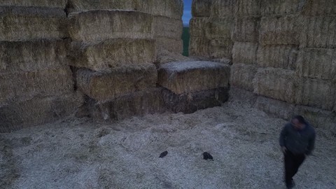 Aksaray'da süt çiftçisi, saman balyalarının arasından 1,2,3,4 tanesini birden fark etti. Acilen onları balyanın içerisinden çıkardı - Resim: 1