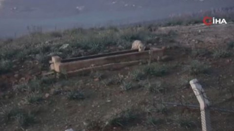 Adana'da doğanın sessiz bekçisi 1 tek kendi başına ortaya çıktı. Doğa içinde o hayvanı gören vatandaşlar şaşkınlığını gizleyemedi