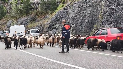 Artvin'den Ardahan'a çoban 600 koyunla birlikte yola çıktı. 600 koyunun yolda olduğu sırada ortaya inanılmaz bir manzara çıktı