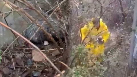 Osmaniye'de dere yatağındaki çalılıklardan acı acı inleme sesleri geliyordu. Ekipler çalılıkların arasına girince 1,2,3,4 tanesini birden gördü