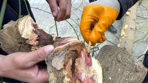 Bu böceğe dikkat! Bakanlığın kırmızı listesinde, İstanbul'da görüldü! "Aranıyor" afişi hazırlandı