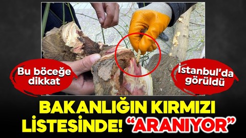 Bu böceğe dikkat! Bakanlığın kırmızı listesinde, İstanbul'da görüldü! "Aranıyor" afişi hazırlandı