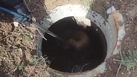 Hatay'da 1 tane kuyudan acı acı hayvan inleme sesleri geliyordu. Resmi ekipler acilen kuyunun olduğu yere giderek içine baktı