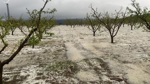 Çanakkale'de 100'lerce ağacına bakmaya giden vatandaş, karşısında korkunç bir manzara gördü. Korkulan oldu - Resim: 1