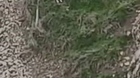 Elazığ’da doğada sürü halinde ortaya çıktılar. Dokunan 650.000'i hazırlasın