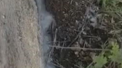 Elazığ'da doğada bir anda ortaya çıktı. Tek bir ısırığı bile 100 kişiyi tabuta göndermeye yetiyor