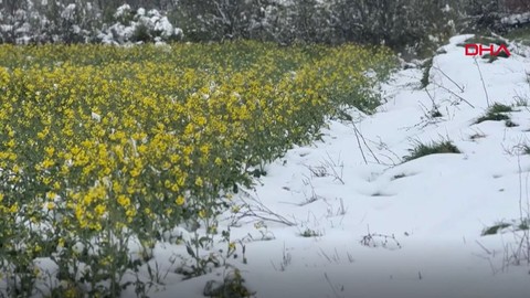 Edirne'de 22 yıl sonra nisan ayında yağan kar, sarı altın çiçekleri ilk kez beyaz örtüyle buluşturdu. Çiftçiler bile daha önce böylesini hiç görmemişti