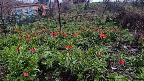 Van'da havaların ısınmasıyla birlikte her yıl boy gösteren doğa harikası bitkiler ortaya çıkmaya başladı. Koparanlara 244 bin 315 lirayı gözden çıkaracak