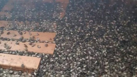 Samsun'da 300.000 tanesi bir anda çoğalmaya başlamıştı.... 300.000 tane hayvanı ortadan teker teker kaldırmak adına büyük bir adım