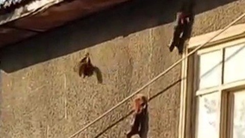 Karabük'te bir evin duvarına tırmanırken 1,2,3 tanesi birden görüldü. Karşısında o hayvanı 3 tane gören vatandaş hemen onları kaydetti