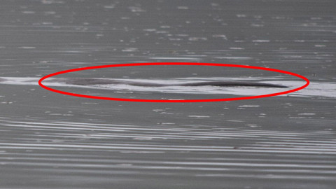 Bolu'da 14 yaşındaki çocuk bir anda doğada onu karşısında gördü. Hemen o anı kayıt altına aldı. Kısa süreliğine kendisini gösterdi