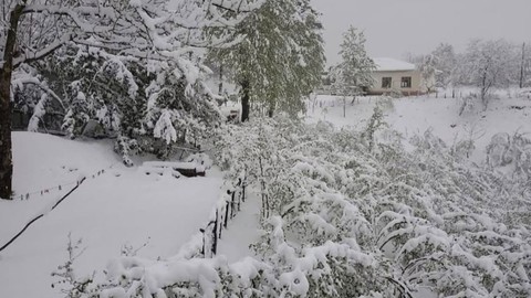 Karadeniz'in gözbebeği fındıkta büyük tehlike! Endişeli bekleyiş sürüyor