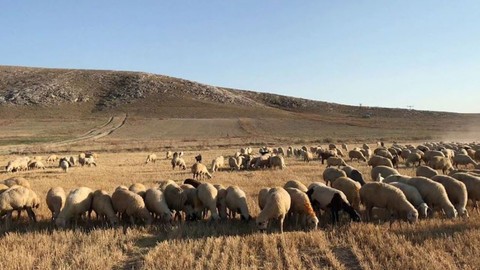 Karaman'da yaşayan koyun ve kuzu sahiplerine resmi duyuru geldi. 8 Nisan 2025'ten itibaren kesin olarak yasaklandı