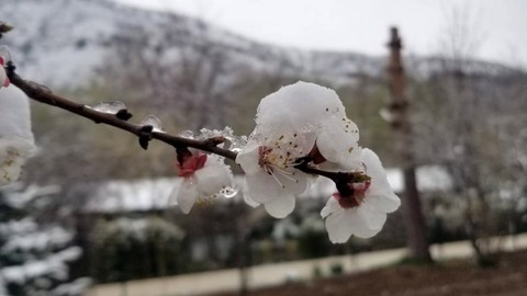 Erzincan'da 10, 20, 30 tanesi teker teker doğada açmaya başlamıştı. Açmaya başladıktan sonra  nisanda korkunç bir olay meydana geldi