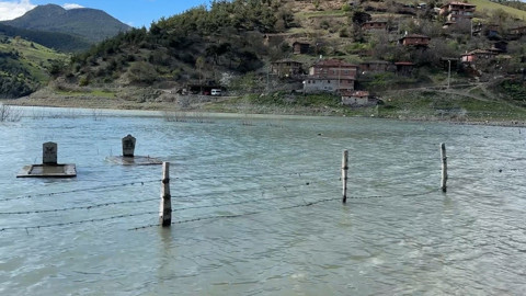 Samsun'da 1000'lerce hayvan bir anda ortaya çıktı. 1000'lercesinin tek bir toplandığı yeri görenler şaştı kaldı