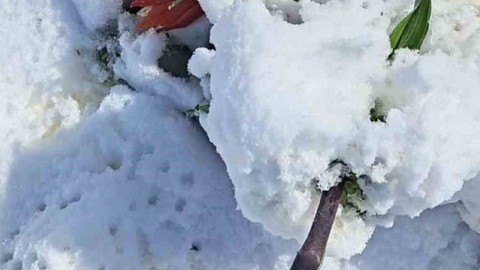 Bingöl'de doğada 20 gün yaşayıp yok olacaktı! Tek bir parçasına dokunan 244.000'i hazırlamalıydı! Doğa kendi yok etti