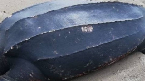 Sakarya’da tek 1 başına kıyıya vuran doğanın en büyük sürüngenini gören vatandaşlar şaştı kaldı. Normalde Hindistan'da yaşıyor