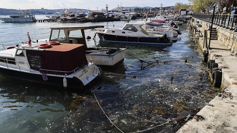 İstanbul'da kabus geri döndü! Beykoz sahilinde yüzeye çıktı: 'Balık avlayamıyoruz'