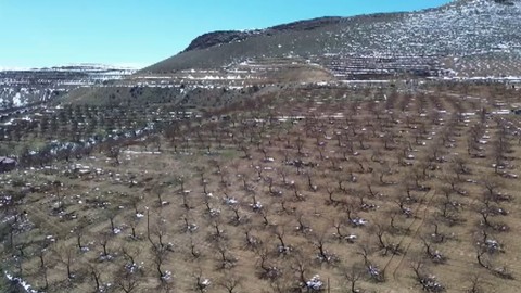 Sivas'ta zirai don, meyve bahçelerine zarar verdi